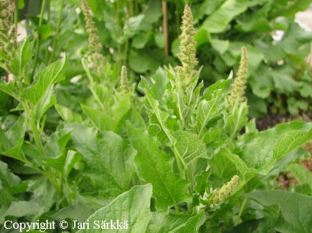 Chenopodium bonus-henricus